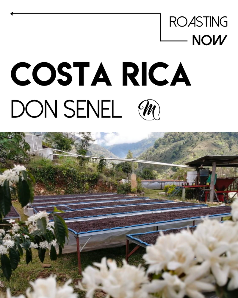 Costa Rica - Senel Campos - Meebz Coffee Roasters