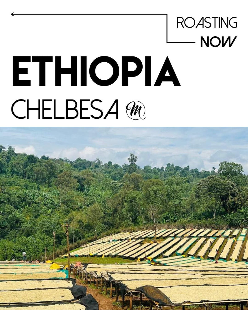 ethiopian coffee beans