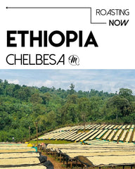 ethiopian coffee beans