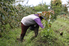 Indonesia, Barokah - Anaerobic Natural