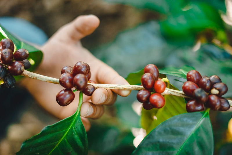 Ethiopia Typica Heirloom - Natural - Meebz Coffee Roasters