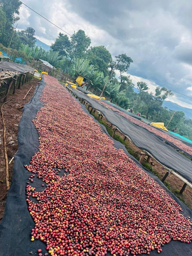 ethiopian coffee beans