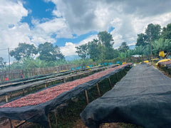 ethiopian coffee beans
