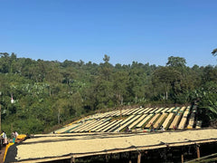 ethiopian coffee beans