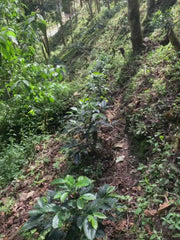 Costa Rica - Senel Campos - Meebz Coffee Roasters